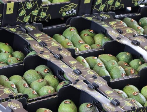 Ecuador exportó más de 600 toneladas de aguacate en 2021